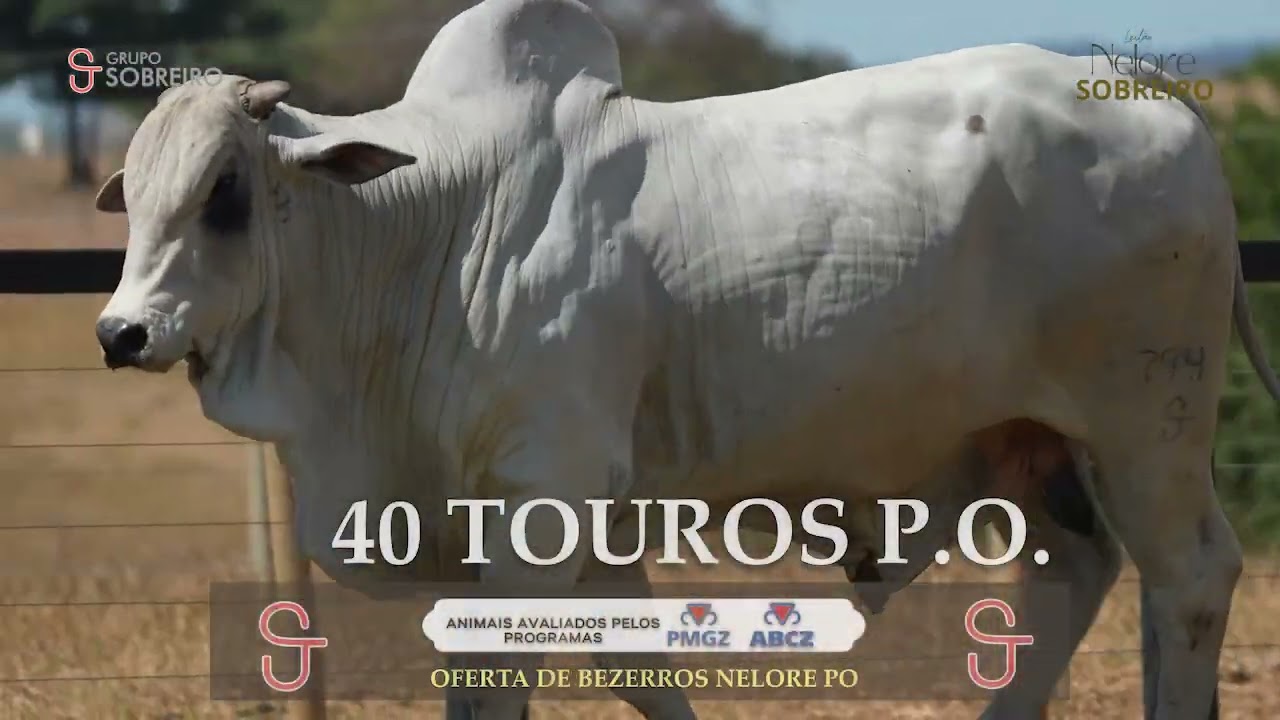 Leilão Elite Nelore Sobreiro — Touros Nelore PO